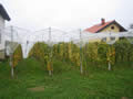 pahek alatnica